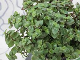 Image result for Callisia