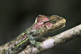 Image result for Searsia anchietae