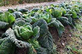 Let the seeds germinate indoors and as soon as the plant is up, and the weather permits, bring the container outdoors. Cool Vegetables Frost Tolerance Hillermann Nursery Florist