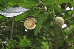 Image result for Voacanga