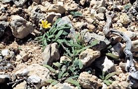 Image result for Launaea rarifolia