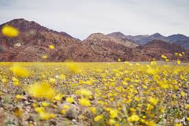 The last time there was a bloom of this magnitude was in 2005, and the time before that was. Super Bloom At Death Valley National Park Melly Lee Blog