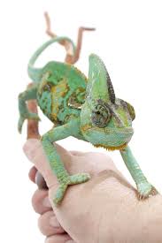 Veiled Chameleon Care Sheet Reptiles Magazine In 2021 Chameleon Care Veiled Chameleon Chameleon