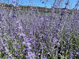 Image result for perovskia atriplicifolia 'little spire'