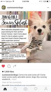 Để tiếp tục đăng bình luận, vui lòng chọn hình đại diện tạm thời. Rescue Profile Idea Animal Shelter Dog Adoption Event Cat Shelter