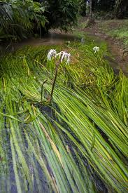 Image result for Crinum buphanoides