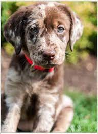 German Short Haired Puppy Puppies Catahoula Leopard Dog Leopard Dog