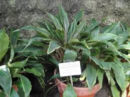 Image result for Chlorophytum macrophyllum