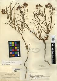 Image result for Asclepias grandirandii