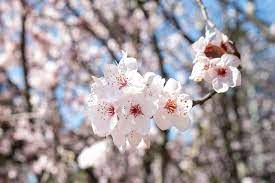 Available in shades of white, pink, salmon, orange. Best Fragrant Trees For Your Landscaping