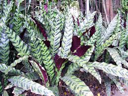 Calathea is a genus of flowering plant belonging to the family marantaceae. Calathea åœ¨è‹±è¯­è¯å…¸é‡Œcalathea çš„å®šä¹‰å'Œè¿'ä¹‰è¯