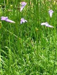 Image result for Lobelia pteropoda