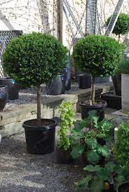 Beloved Boxwood Dirt Simple Boxwood Landscaping Boxwood Garden Green Velvet Boxwood