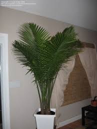 How to care for a palm plant. Article Indoor Palms Selecting And Caring For These Popular Houseplants Majesty Palm Rot Please Help 1 By Mysticmisty
