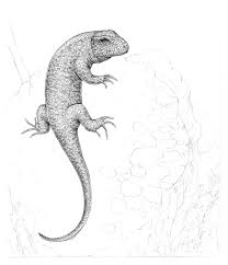 They wanted me to draw them a detailed lizard. How To Draw A Lizard With Pen And Ink
