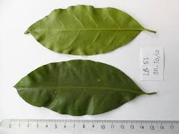Image result for Coffea salvatrix