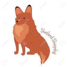 C'est une race de chien remarquable et séduisante. Shetland Isole Sheltie Border Collie Race De Chien De Troupeau Petit Double Enduit Chien De Travail Agile Et Robuste Une Partie De La Serie D Especes De Chiot De Bande Dessinee Enfant Motif
