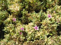 Image result for Sesuvium