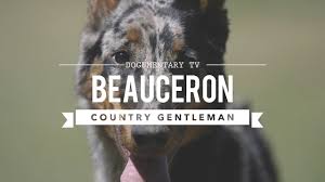 We want to hear your opinion! All About Beauceron The Country Gentleman Youtube