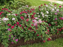 Image result for Pentadiplandraceae