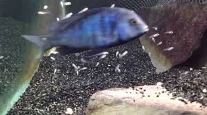 How To Raise Cichlid Fry To Maturity Ratemyfishtank Com