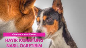 Hayir Komutu Kopeklere Nasil Ogretilir Kopek Egitimi Youtube
