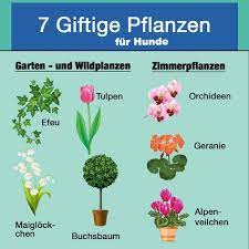 giftige pflanzen fur hunde mit bildern giftige pflanzen pflanzen hunde garten