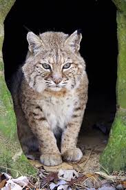 The Very Shy Andi Bobcat I Just Love These Little Old Lady Bobcats Isn T She The Cutest Keeper Brittany Mira Cats Big Cat Rescue Big Cats