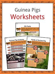 Guinea Pig Facts Worksheets Life Cycle Anatomy Habitat