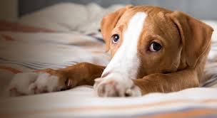 There are over 140 cities in canton with companies in the pet supplies category. Pawsitive Ohio