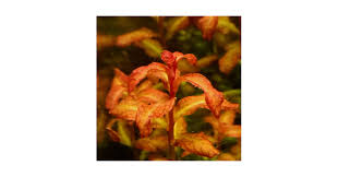 Image result for Ludwigia senegalensis