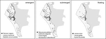 We did not find results for: Aquatic Plant Distribution Is Driven By Physical And Chemical Variables And Hydroperiod In A Mediterranean Temporary Pond Network Springerlink