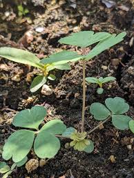 Image result for Hydrolea brevistyla