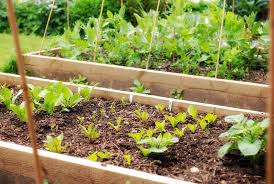 understanding companion plants for growing potatoes