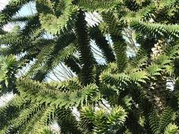 Maybe you would like to learn more about one of these? The Not So Puzzling History Of The Monkey Puzzle Tree The Treeographer