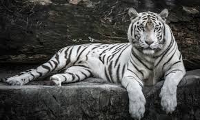 Want to discover art related to whitetiger? Japanese Zookeeper Attacked By Rare White Tiger Asia Times