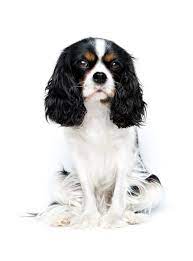 Cavalier King Charles Spaniel Browse Our Purebred Puppies For Sale Vip Puppies Cavalier King Charles Spaniel Cavalier King Charles Cavalier King Charles Dog