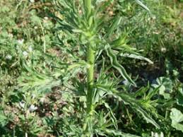 Image result for Erigeron bonariensis