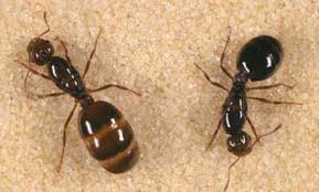 Learning more about the different species of big red ants. Red Imported Fire Ant Solenopsis Invicta