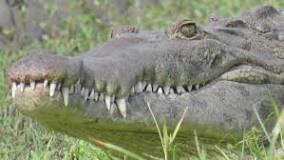 Image result