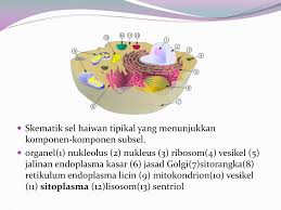 Hewan dan tumbuhan ialah 2 jenis klasifikasi makhluk hidup yang sering kita jumpai di sekitar kita. Ppt Sel Haiwan Dan Tumbuhan Powerpoint Presentation Free Download Id 4939192