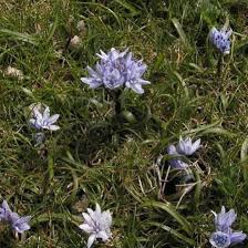 Image result for Scilla benguellensis