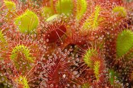 Bunga, alam, flora, kuning taman, indah, bunga matahari, kelopak, bunga, alam, daun, tanaman, embun, titisan hujan, basah, gelap, bayangan. Tumbuhan Embun Matahari