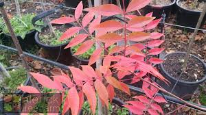 Maybe you would like to learn more about one of these? Pistacia Chinensis Chinese Pistachio Blerick Tree Farm