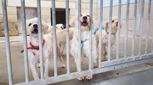 Deze website maakt gebruik van cookies de dierenbescherming gebruikt cookies om je bezoek aan onze website zo prettig mogelijk te maken en om je via andere websites relevante informatie te kunnen laten zien over de dierenbescherming. Bonheiden Schenkt 2500 Euro Aan Dierenbescherming Mechelen Rtv