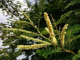 Image result for Acacia polyacantha
