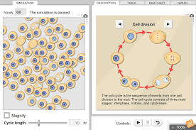 Compare meiosis in male and female germ cells, and use crossovers to increase the number of possible gamete genotypes. Cell Division Gizmo Lesson Info Explorelearning