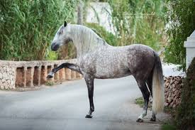 Horse market » my horse search » 18 results. Andalusian P R E Spanish Horse Boutique