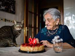 What Is The Average Lifespan Of The Common Cat