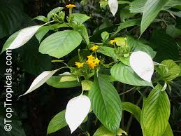 Image result for Mussaenda rivularis